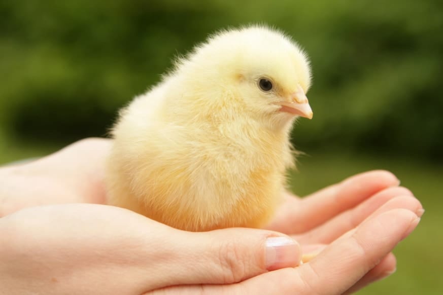 ヒヨコも人間との触れ合いで「幸せ」を感じている
