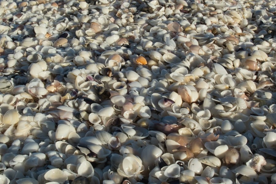 ほぼ全てが貝塚で覆われた3000平方メートルの島を発見