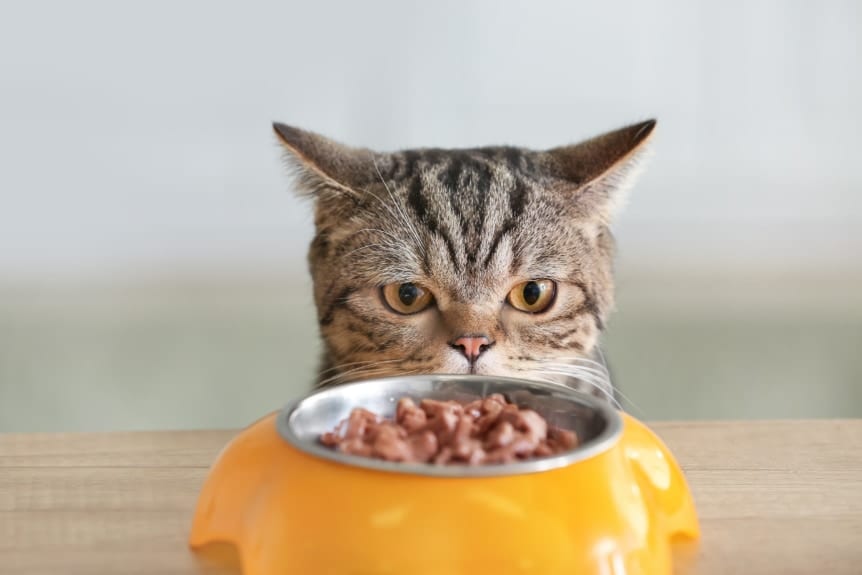 ごはんを残す猫、「匂いを変える」と食欲が戻ると判明