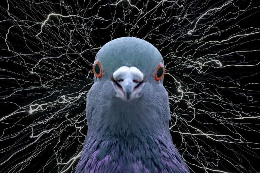 ハトは楽園実験でカオスを生成していた――「ご褒美が確実」でも違う答えを試し続ける