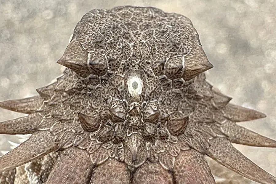 脊椎動物の祖先は「単眼サイクロプス」——私たちの目にもその痕跡が残っている