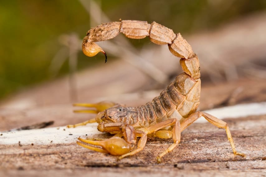 サソリは武器ごとに「金属を使い分けて」強化していた