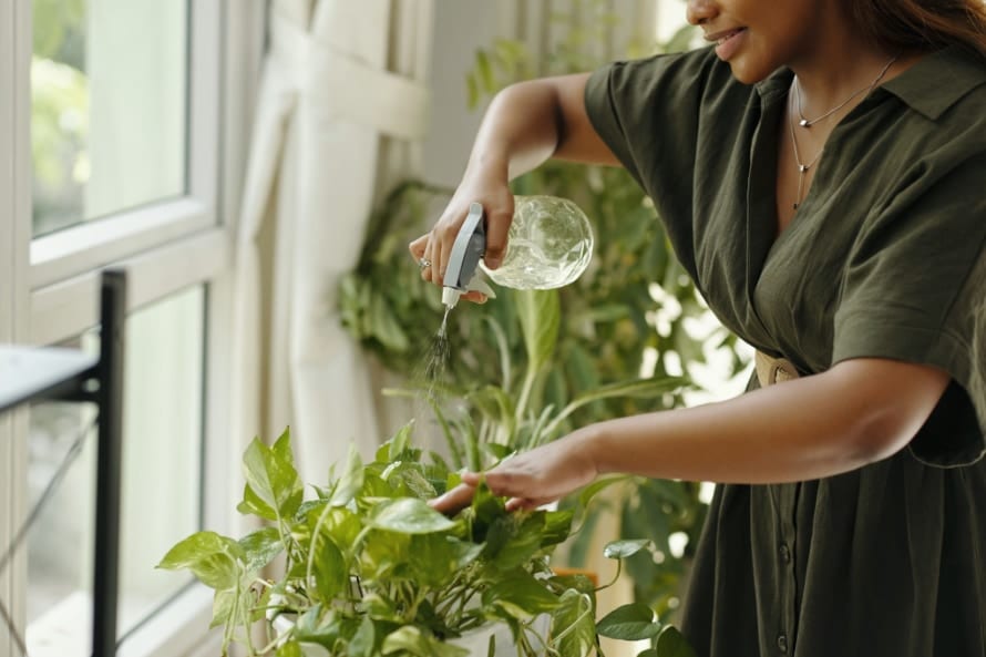 観葉植物は部屋の空気を浄化してくれるのか【科学的な視点】