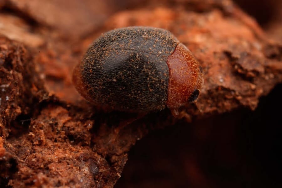 世界初、シロアリと共生する新種テントウムシを発見