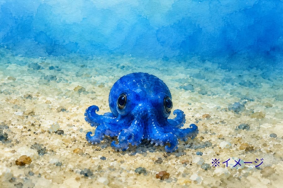 「小さな青いタコ」、ガラパゴス諸島の深海で発見される