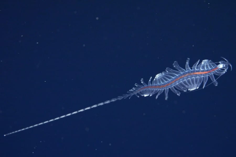 「新種の深海生物」31種をブラジル沖で発見