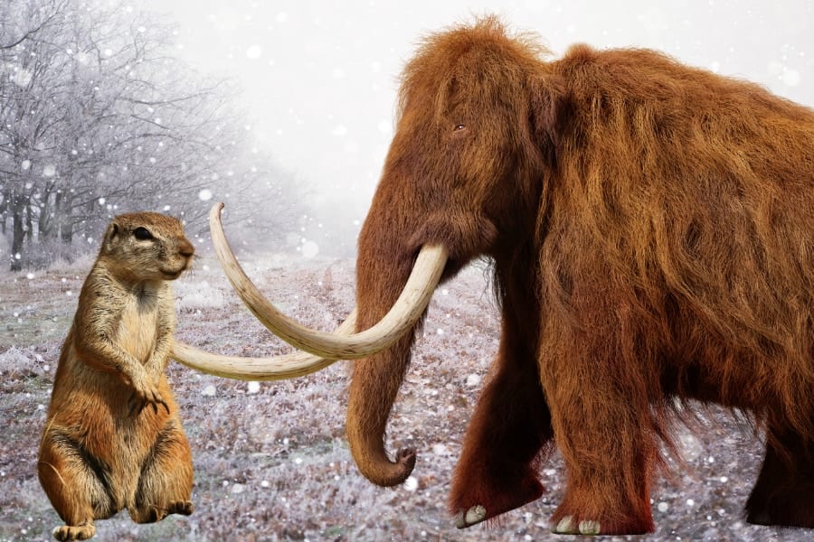 古代リスはマンモスの肉を食べていたようだ――うんち化石が明かす食事情