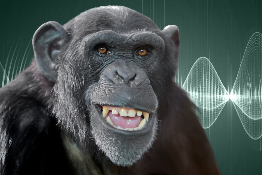 人類の祖先は「話す力」の前に「笑う力」を育てた──1500万年の進化史