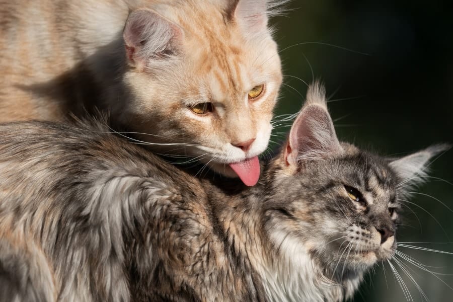 猫の毛づくろいには「友好」だけでなく「圧力」の意味もある