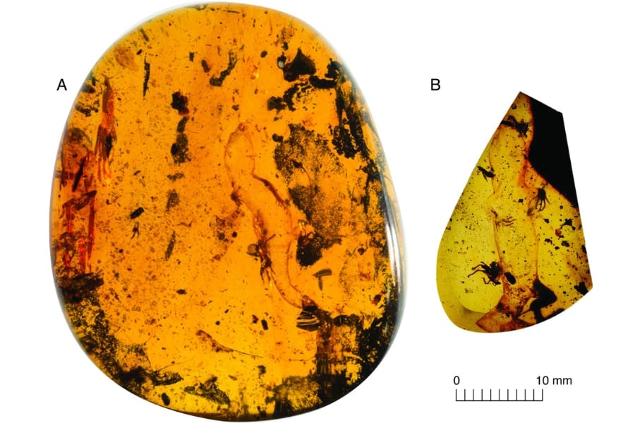 9900万年前の琥珀から「新種のヤモリ」を発見、ミャンマー