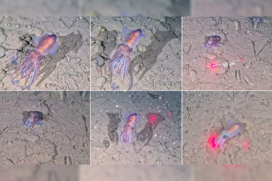 野生では史上初「ホッキョクダンゴイカ」の撮影に成功