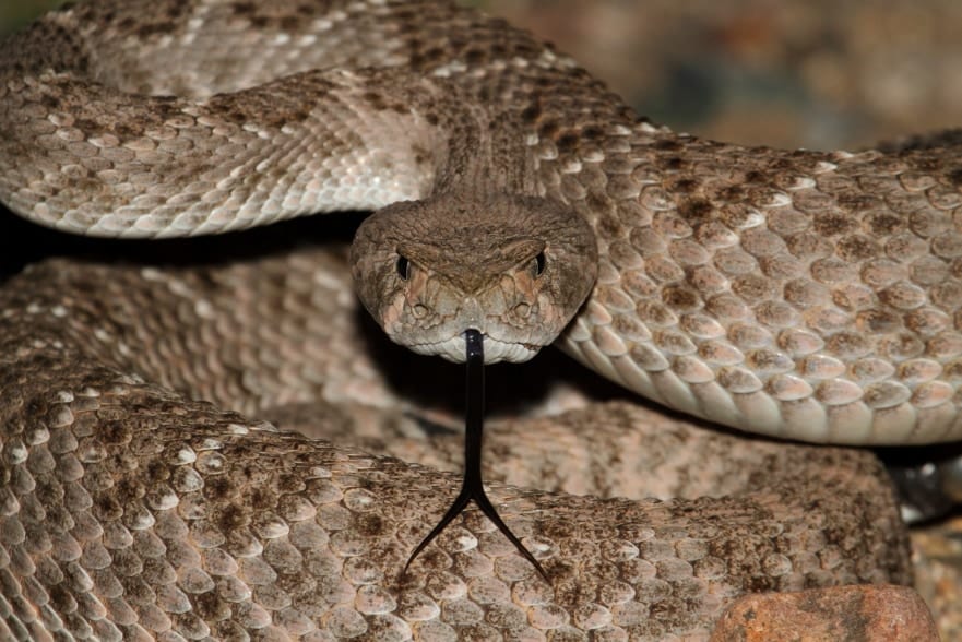 10倍強力な「抗毒素」を開発、ガラガラヘビ「血中タンパク質」の組み合わせで誕生