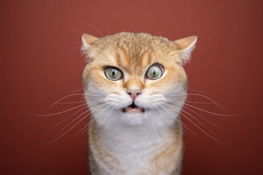 猫の「ニオイを嗅いだ後の変顔」を調べて、個体を見分ける仕組みを発見