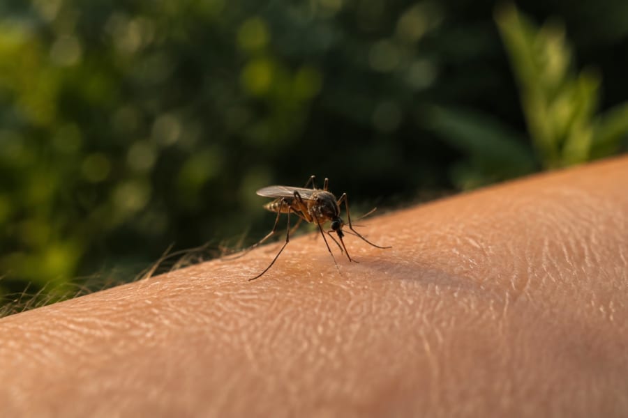 蚊にも「血の好み」がある、南フロリダの3種で確認