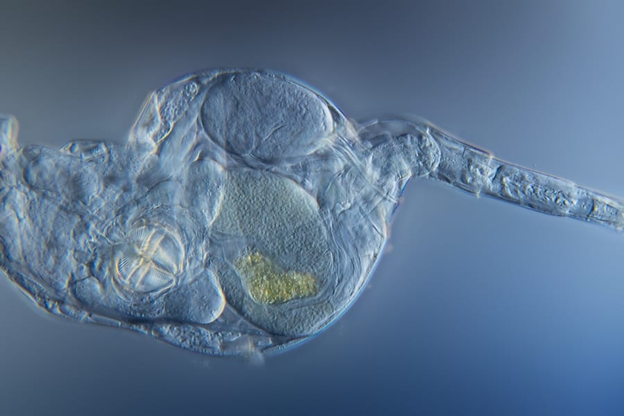 オスなしで増える微小動物ヒルガタワムシ、染色体の修復を世代を超えて行っていた
