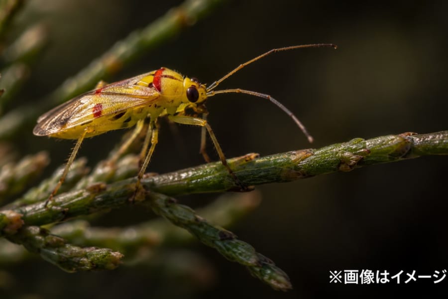 新種のカメムシ4種にテイラー・スウィフトにちなむ名前