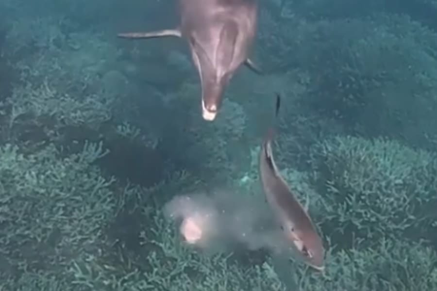魚が吐くまで追い回し吐瀉物だけ食べる「ゲロ狩りイルカ」がいた