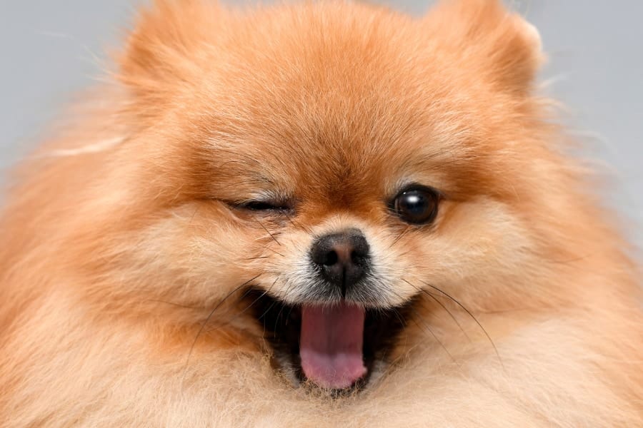 犬は人間が話すとき母音よりも子音に注意を向けていた――言葉を区切る仕組み