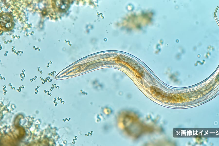 「磁石を作る細菌」を食べた線虫は平均寿命が43%延びた