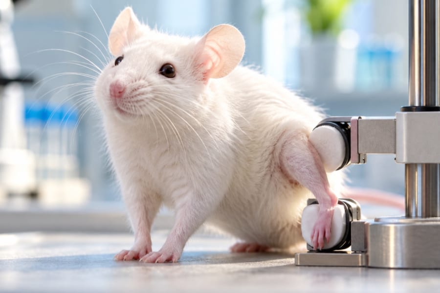 脚の骨を「ぎゅっと押す」と、動物の脳のけがの回復が進んだ