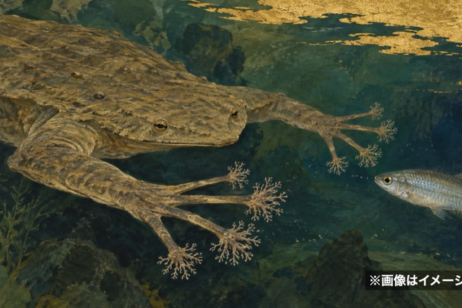 星形の指先で獲物を「見る」カエルがいると判明