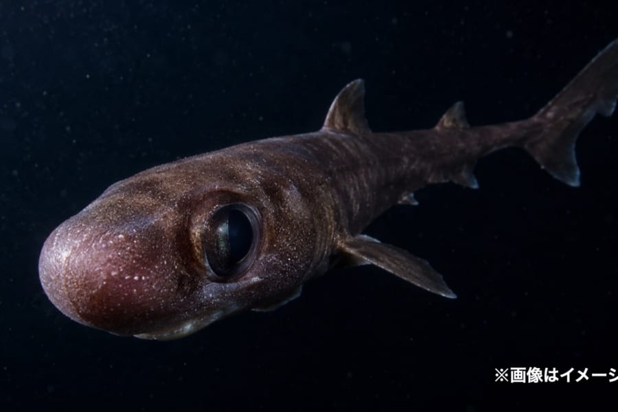 体長わずか21.5cmの新種「ランタンシャーク」を発見