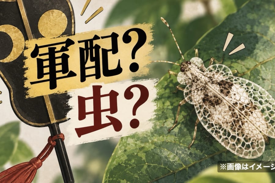 名前に相撲の「軍配」をもつ虫、小笠原諸島で新種を発見