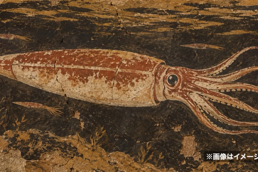 1億6000万年前の「最もずんぐりしたイカの新種」を発見