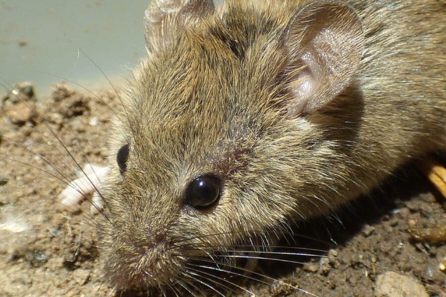 ママの正体はパパのクローン、オス1匹から子孫を作ることにマウスで成功