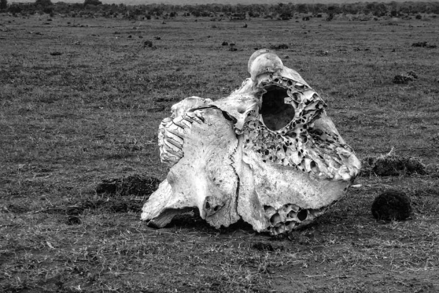 ゾウの死から7年以上たっても、その場所には「大きな影響」が残っていた