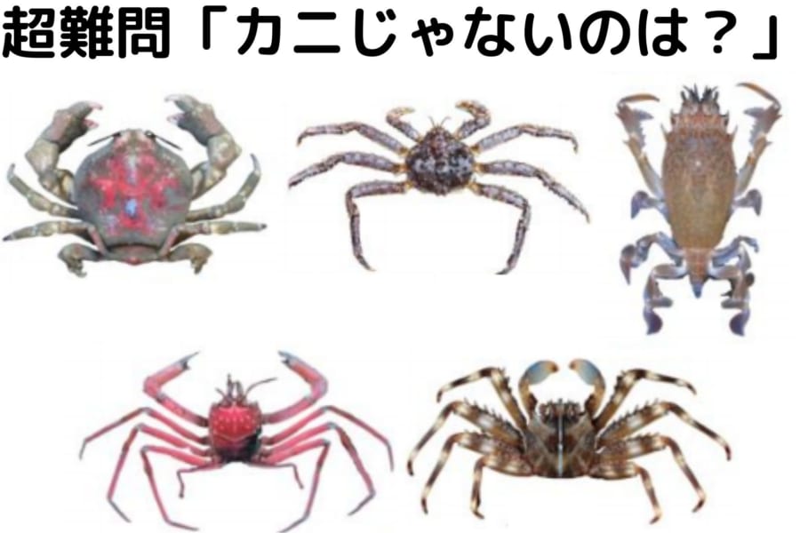 「カニ」への進化を繰り返した甲殻類の系譜が明らかに！　タラバガニがヤドカリに分類される理由