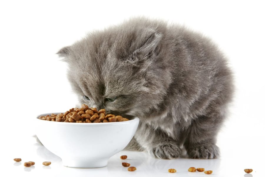ネコは「ヒゲ疲れ」で食事をやめるという研究