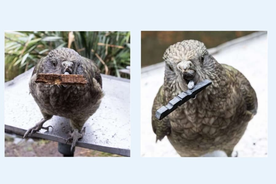 失ったクチバシを「道具」で補うオウム、世界初の事例